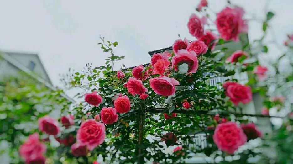 养花大全100种植物,养花100种