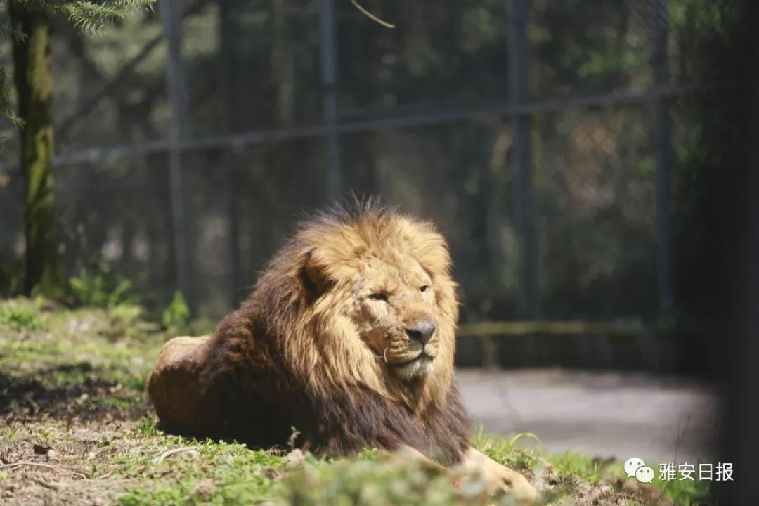 来雅安旅游,雅安二郎山休闲特色民宿
