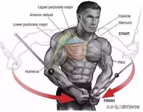 胸肌怎么练不下垂哑铃,胸肌怎么练不大