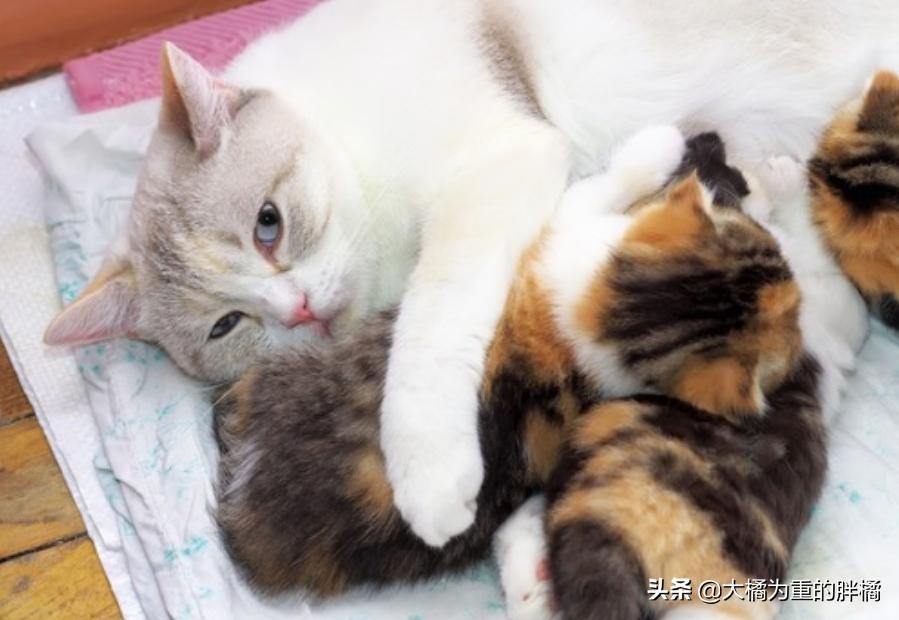 抓住猫脖子后果,抓住猫脖子为啥会蹬脚