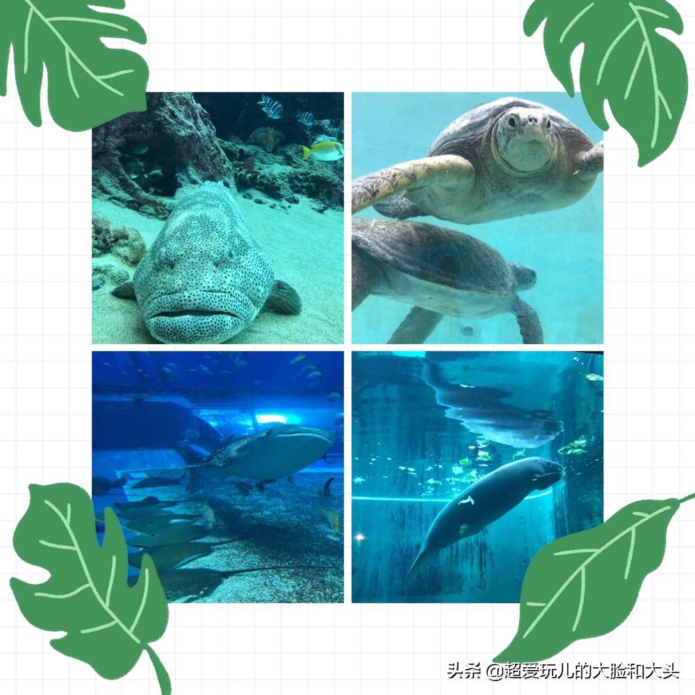 韩国济州岛5天旅游,韩国济州岛神奇之旅