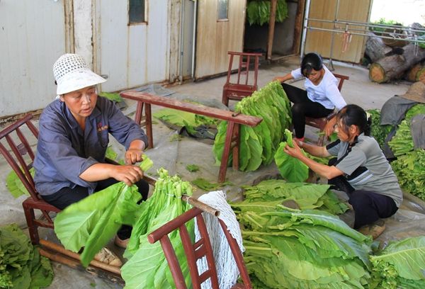 生产队种烟,生产队时代农民