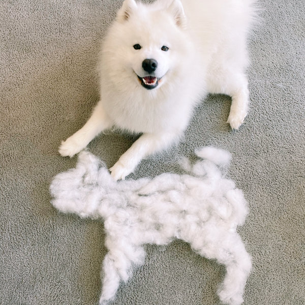 萨摩耶有体臭吗,萨摩耶犬体臭重吗