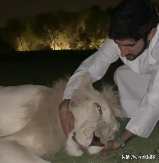 迪拜太子妃宣布生下儿子,迪拜王妃生12个孩子