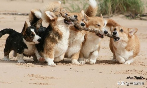 柯基外八字视频,柯基外八字会不会有影响