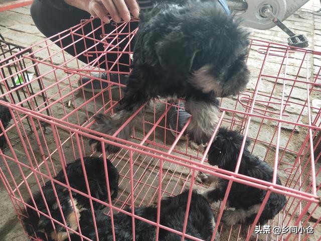 开封狗品种大全,开封狗市是中国最大的吗