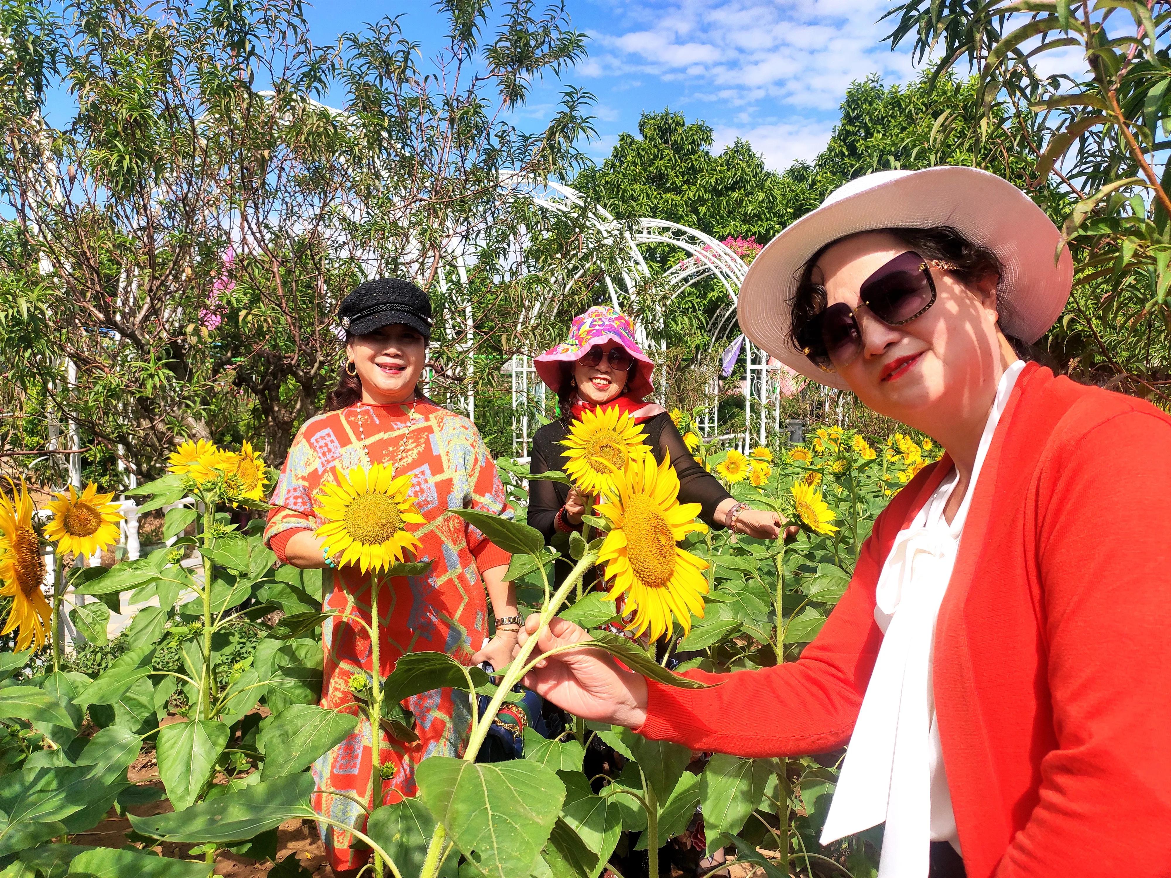 南沙好玩的地方百万葵园,广州南沙百万葵园几月份去最好