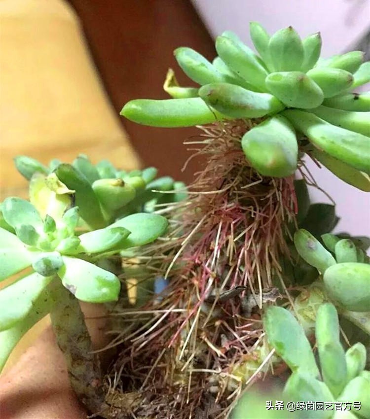 多肉唐印为什么夏天长气根,多肉蒂亚换盆之后出现气根和黄叶
