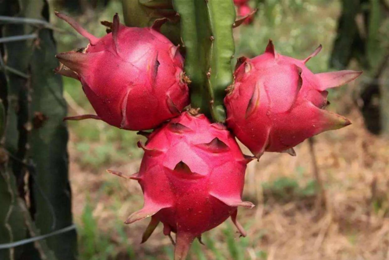 火龙果预防冻伤,火龙果气温低于15度还要保灯吗