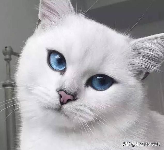 公猫30个超仙气猫咪名字,沙雕霸气的母猫名字