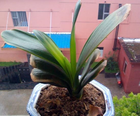 君子兰一浇水叶子就枯,君子兰一开花就蔫了咋办