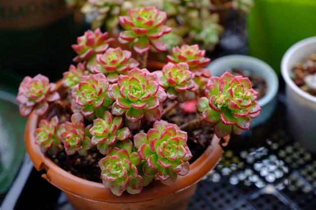 养多肉不打孔,养多肉怎么不招虫子