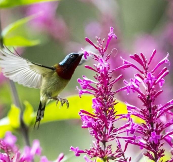太阳鸟品质,太阳神鸟绝美