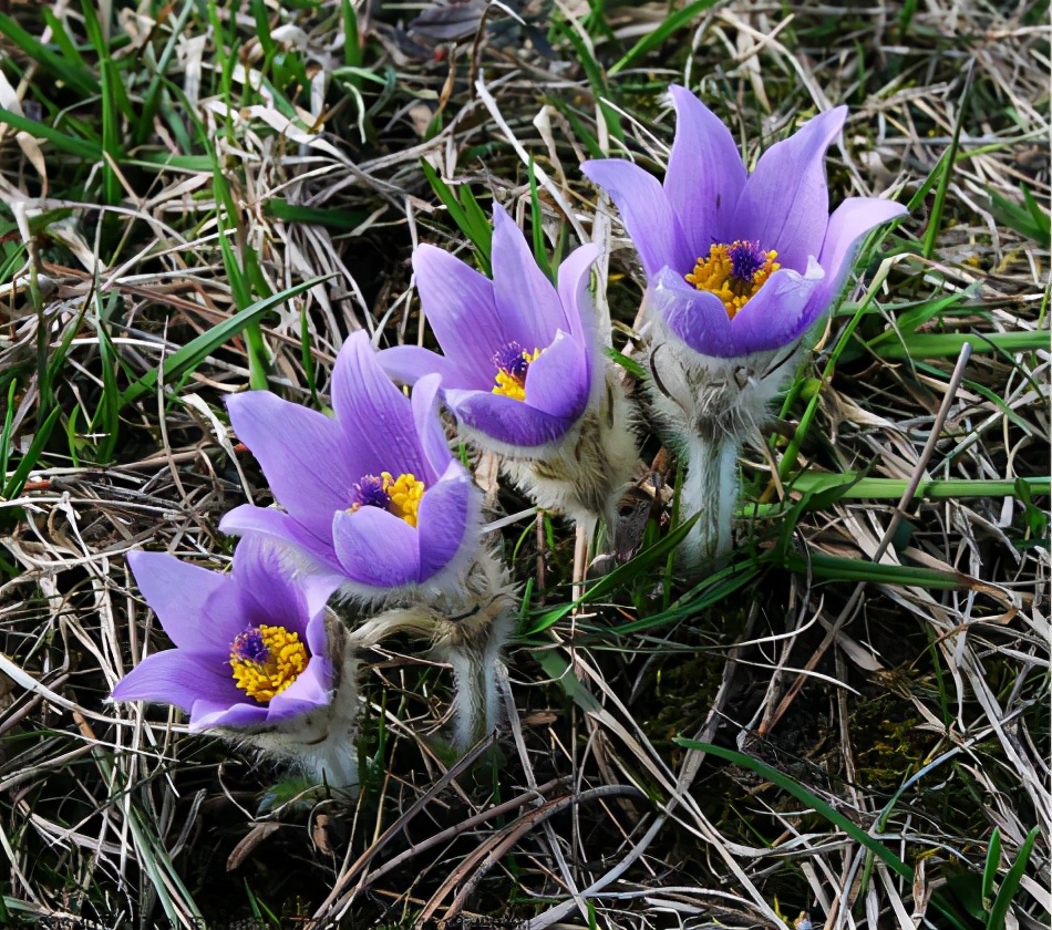 中药白头翁能吃吗,中药白头翁价格一斤