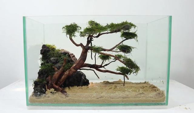 莫斯树到底好不好,莫斯树是什么