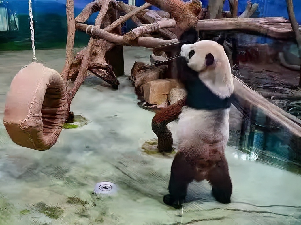 我叫“圆宝”我今天一岁了