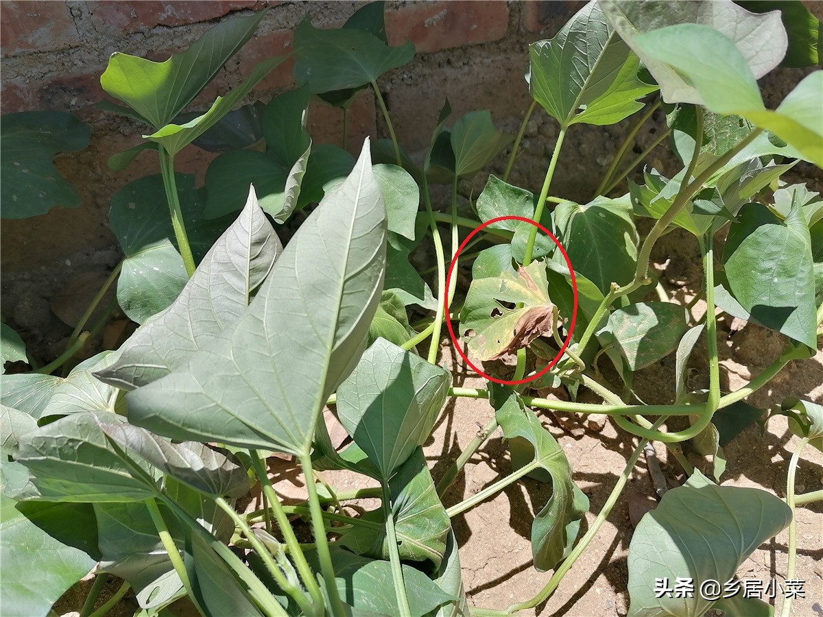 红薯叶凹凸不平是啥原因,红薯叶病害症状图片