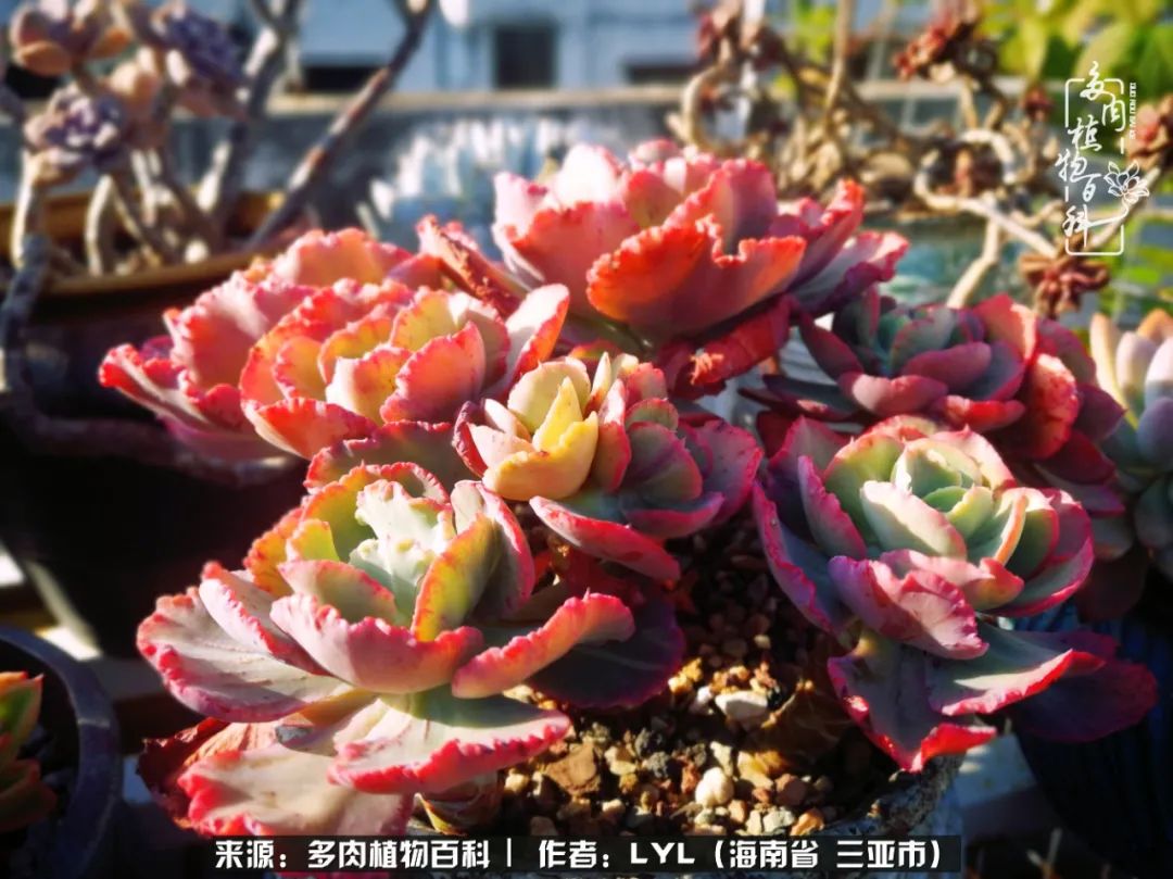 开挂区养多肉,非开挂区怎么把多肉养出状态