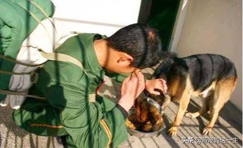 军犬退役后的出路,军犬退役怎么样才能养活