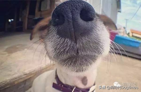 狗狗有这些表现表明它对你很忠诚,狗狗出现几种情况说明它很爱你