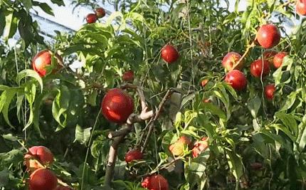 攀枝花务本油桃基地,攀枝花务本油桃采摘园