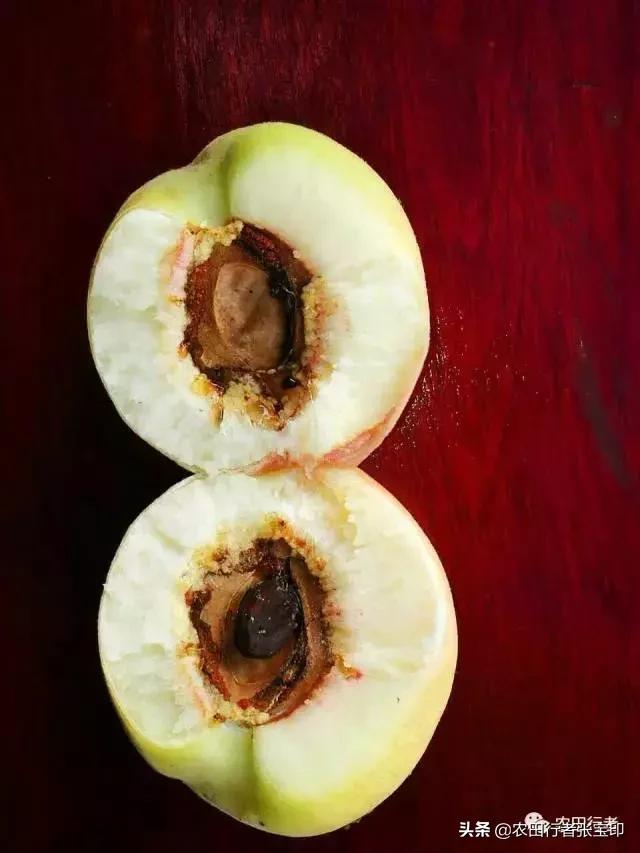 水蜜桃桃核开裂是什么原因,水蜜桃桃核开裂为哪般