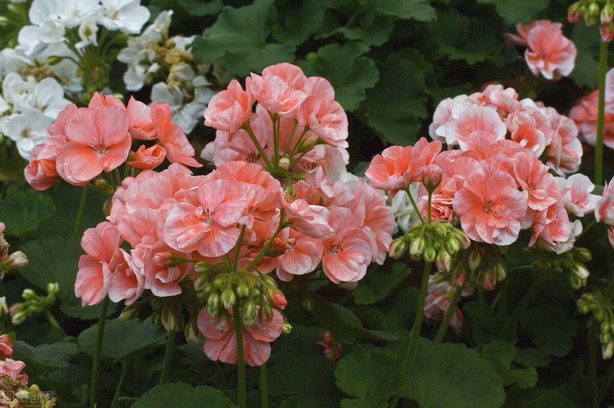 郁郁葱葱的多肉植物,适合阳光足的一年四季开花的植物