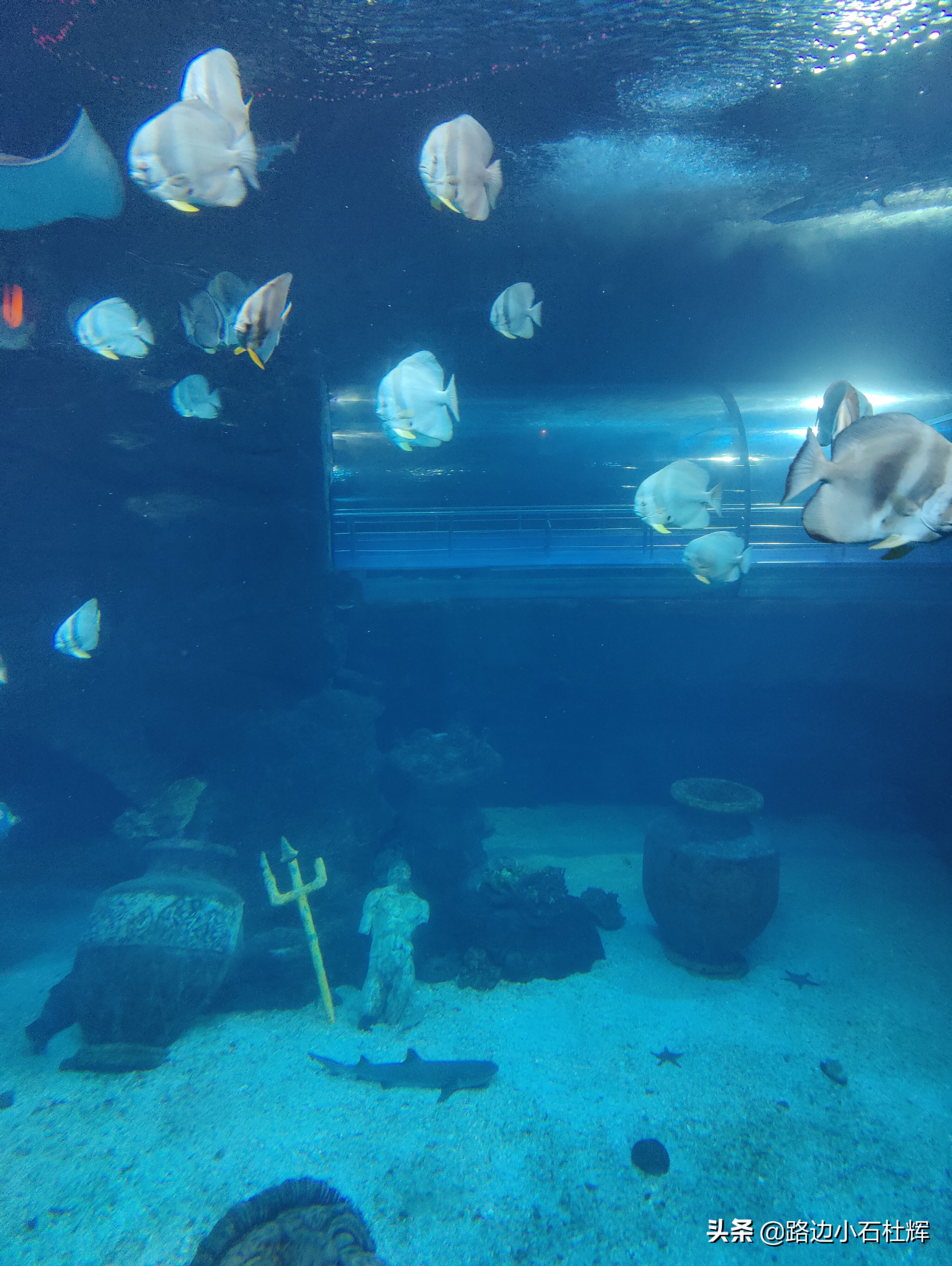 北京海洋馆游玩一览表,北京太平洋海洋馆海底世界