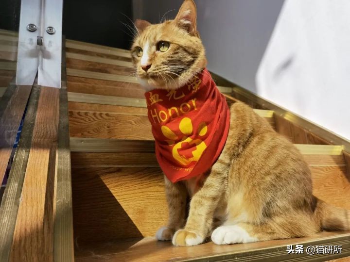 猫咪大部分是什么血型,猫咪的血型有哪几种