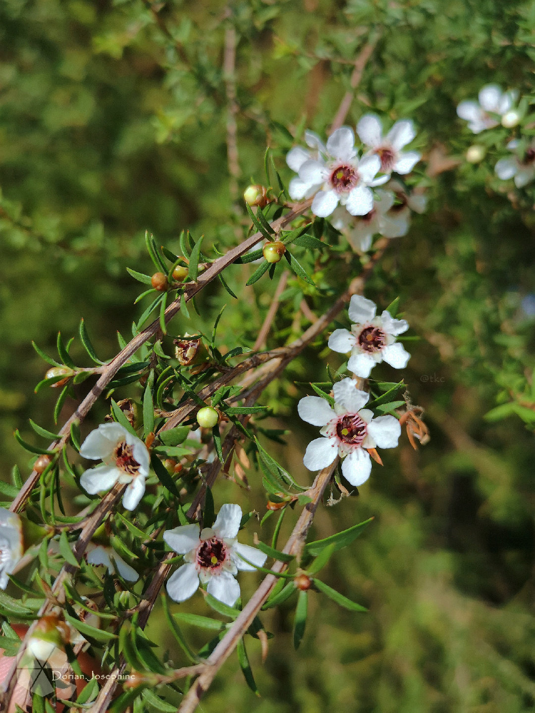 新西兰南岛一日游,新西兰南岛旅游地图