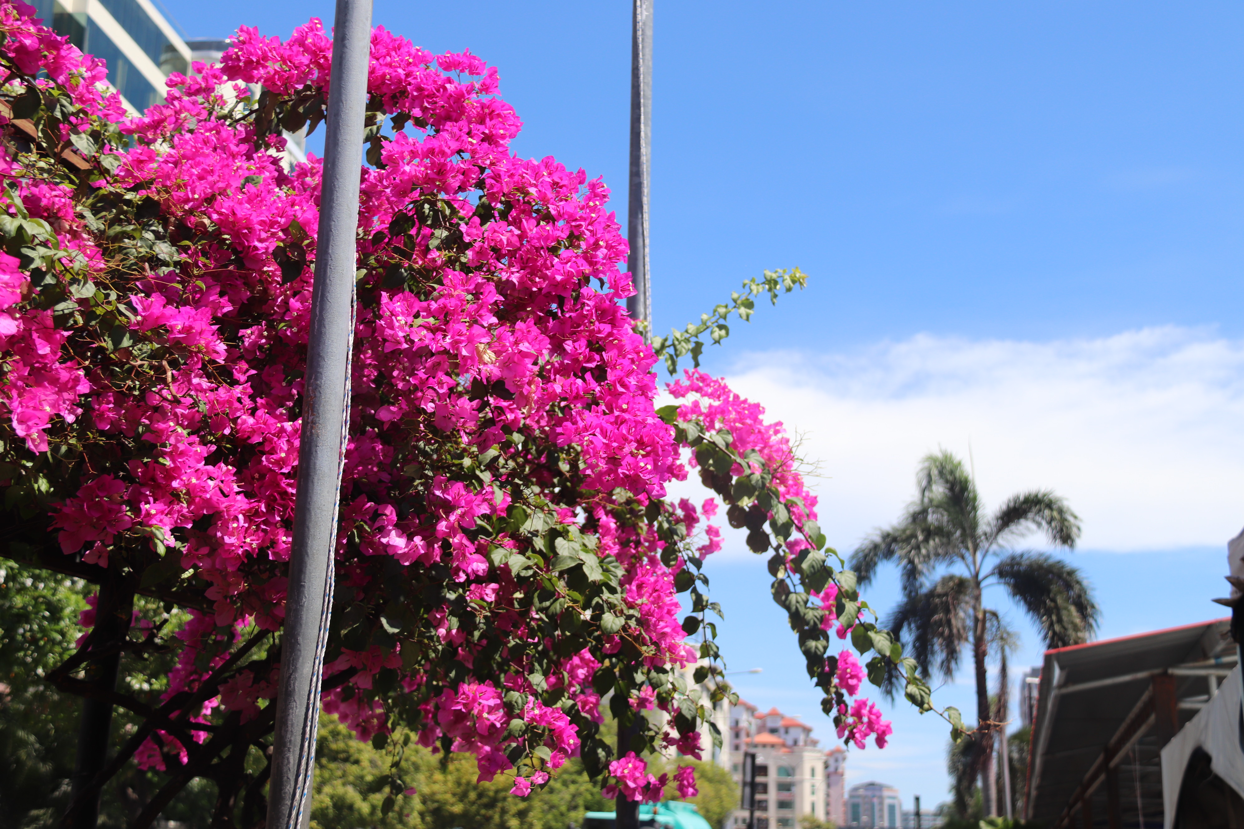 2018马来西亚之旅留影,2019回眸