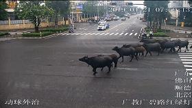 广州800斤水牛马路狂奔伤人,20多头水牛暴走视频