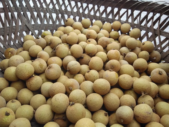 晒龙眼干没太阳咋办?教你2招实用技巧,即便下雨龙眼也不发霉