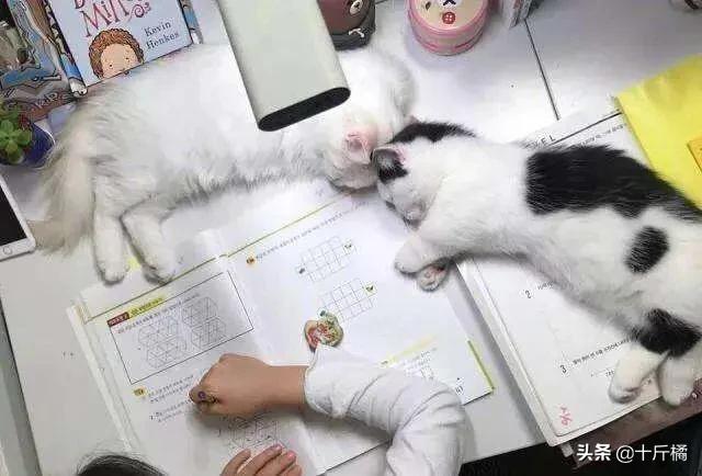 弓形虫不治会有什么危害,弓形虫是孕妇和胎儿的大敌