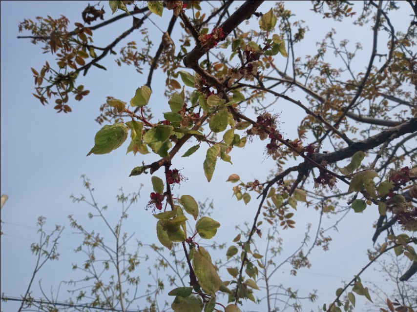 感慨田园生活的说说,退休后田园生活的说说