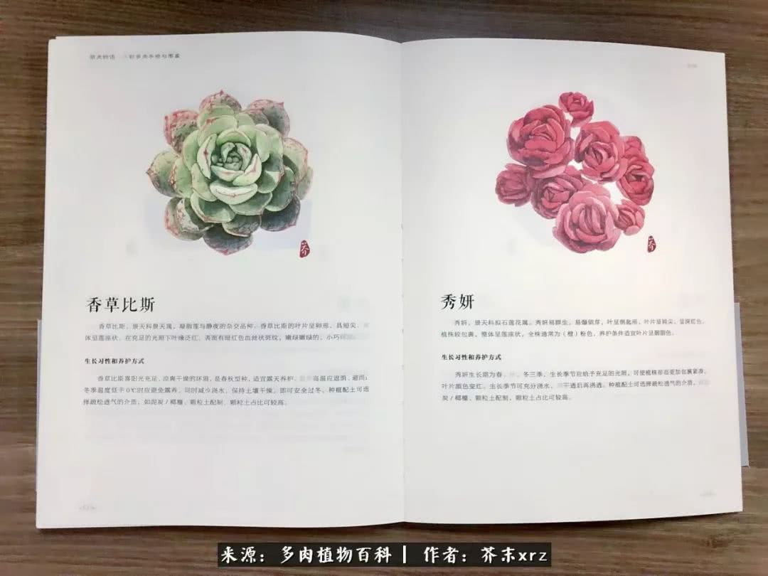 那个爱画多肉的小姑娘带着她的心头肉又来啦！