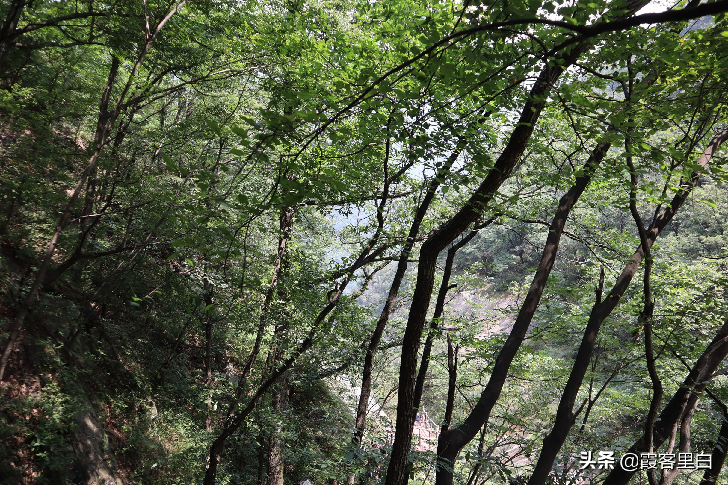 南召宝天曼旅游路线推荐,南召周边山水景区推荐景点