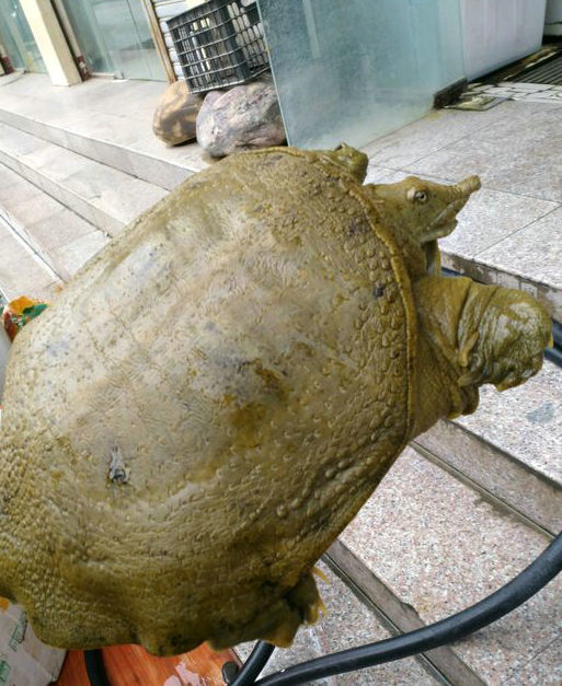 印度恒河甲鱼泛滥真实记录,印度恒河甲鱼泛滥为何没人敢吃