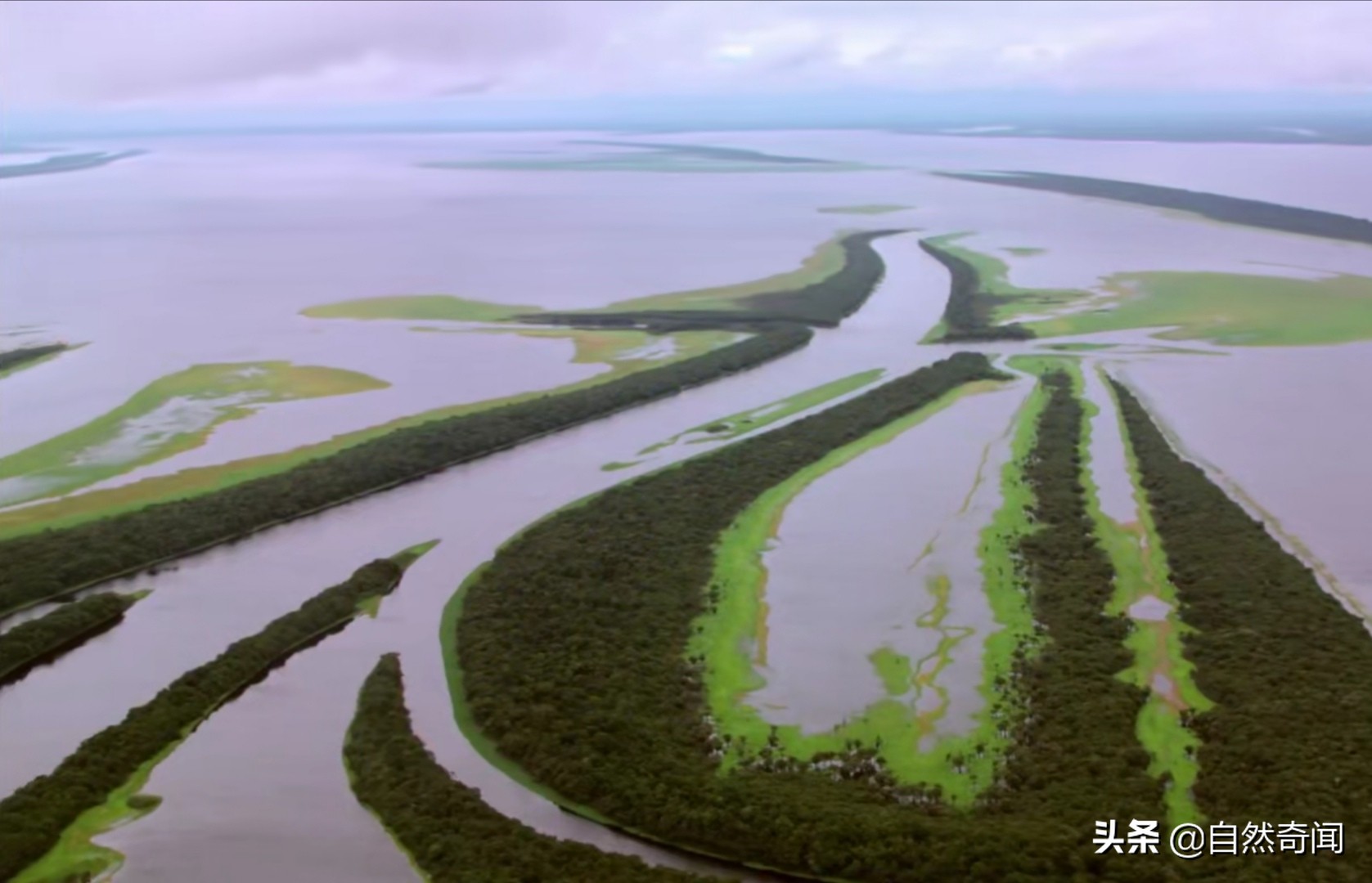 亚马逊十大凶猛植物,巴西亚马逊热带雨林动植物