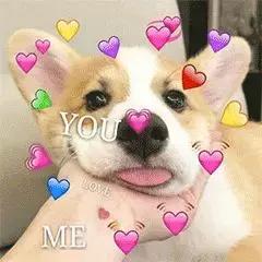 狗狗爱乱尿尿?你打它是没用的!快来看看正确解决方法