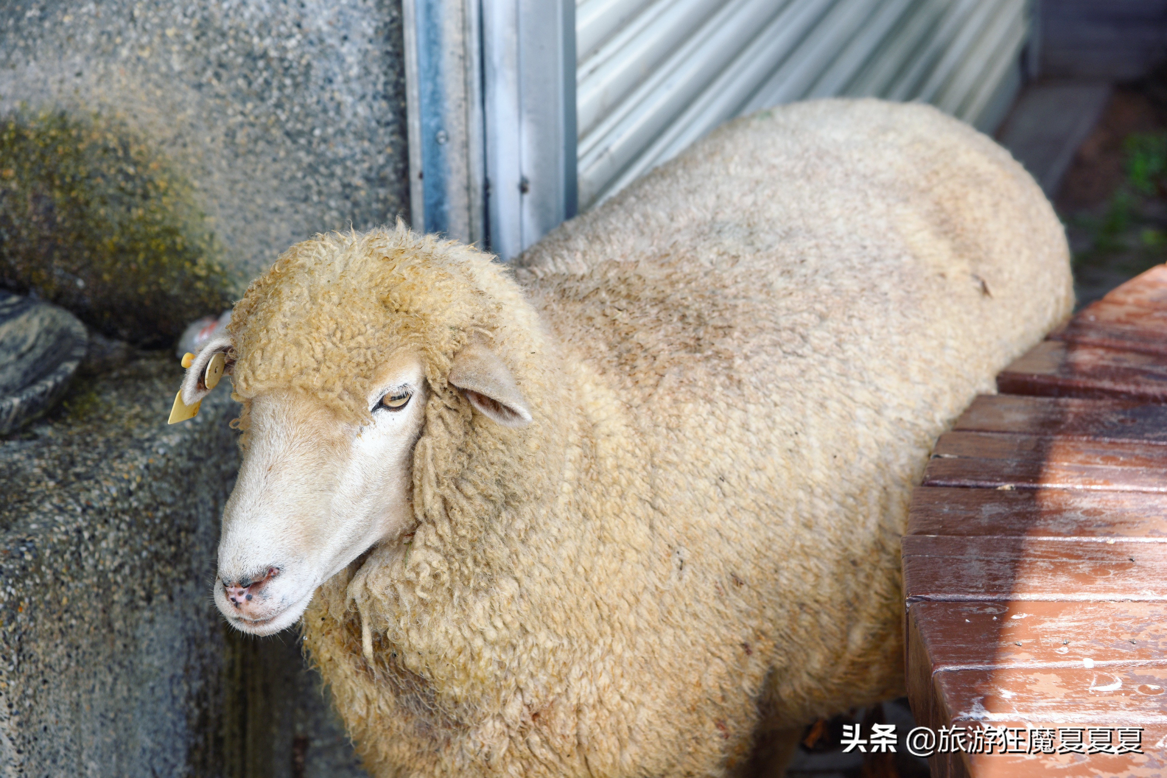 台湾清境农场，亲子旅游好去处，蒋经国先生都给予高度评价
