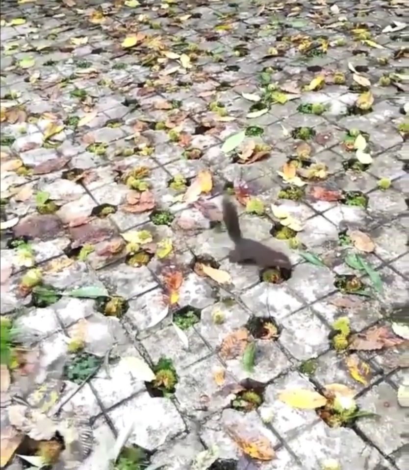 光头强抢松鼠的板栗,松鼠吃板栗吗