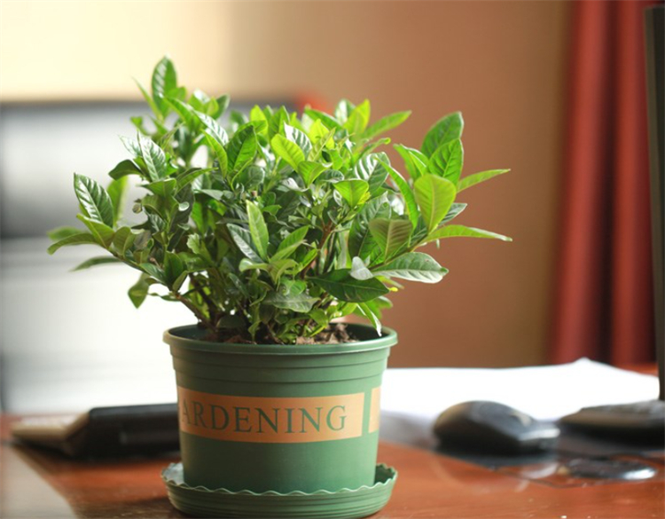 适合院子里种植的耐阴耐寒的植物,十大客厅耐阴绿植冬天不死的植物