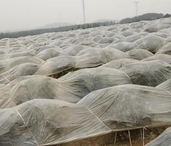 橘子被霜冻伤之后怎么修剪,橘子受冻怎么办