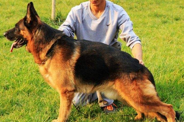 养德牧的乐趣是什么,养德牧是种什么体验德国牧羊犬