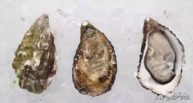 春节必买的海鲜,一年四季海鲜怎么选