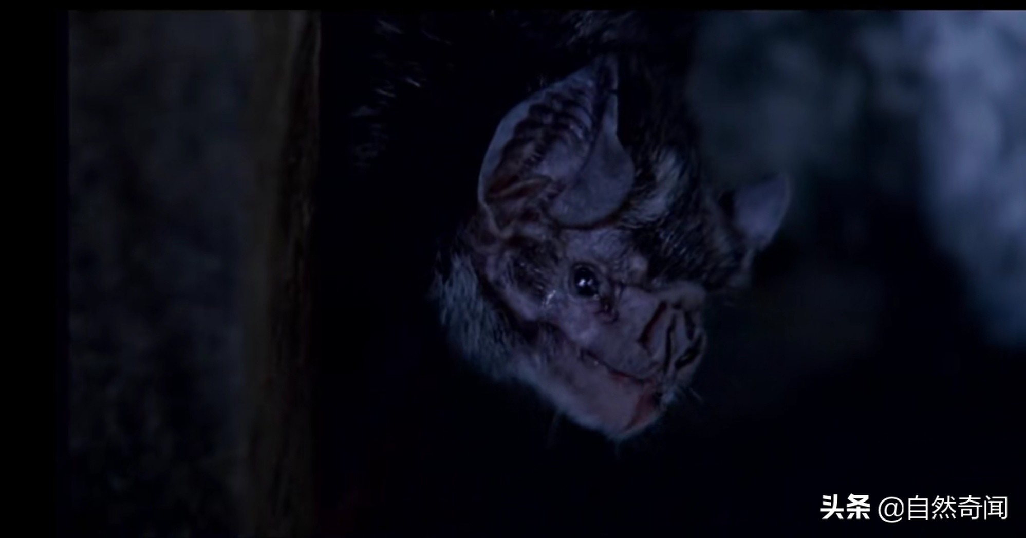 亚马逊十大凶猛植物,巴西亚马逊热带雨林动植物