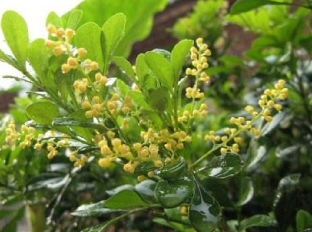 米兰有很多老枝怎么办,刚买的米兰换土的正确方法