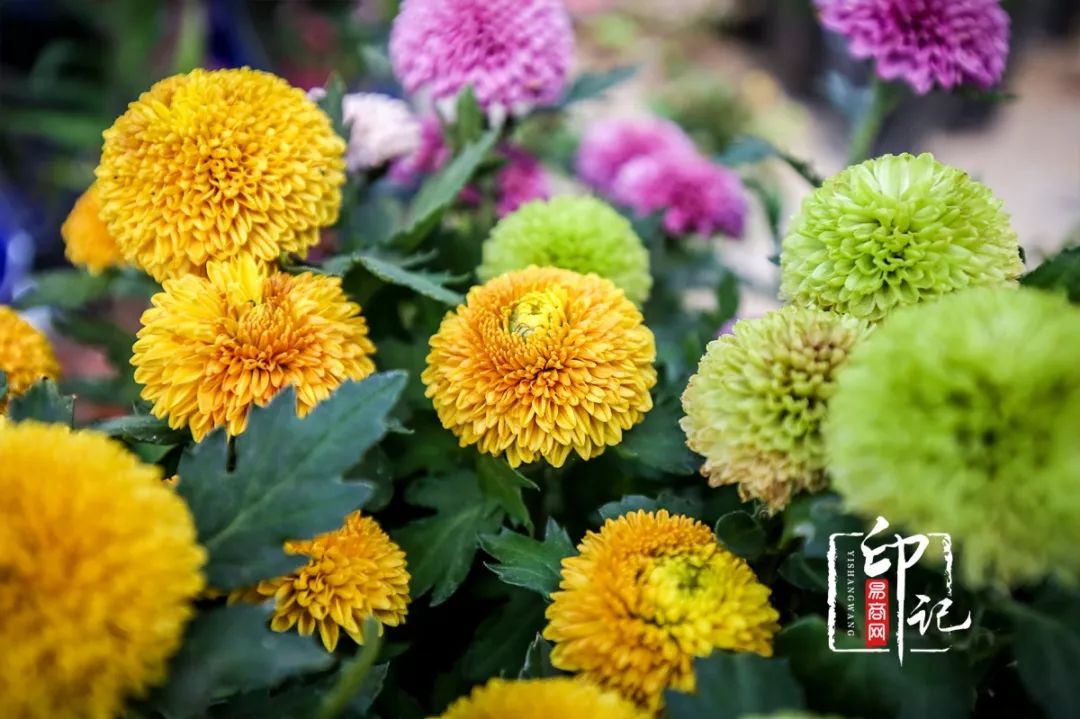 商丘花鸟批发基地,商丘花鸟市场地址