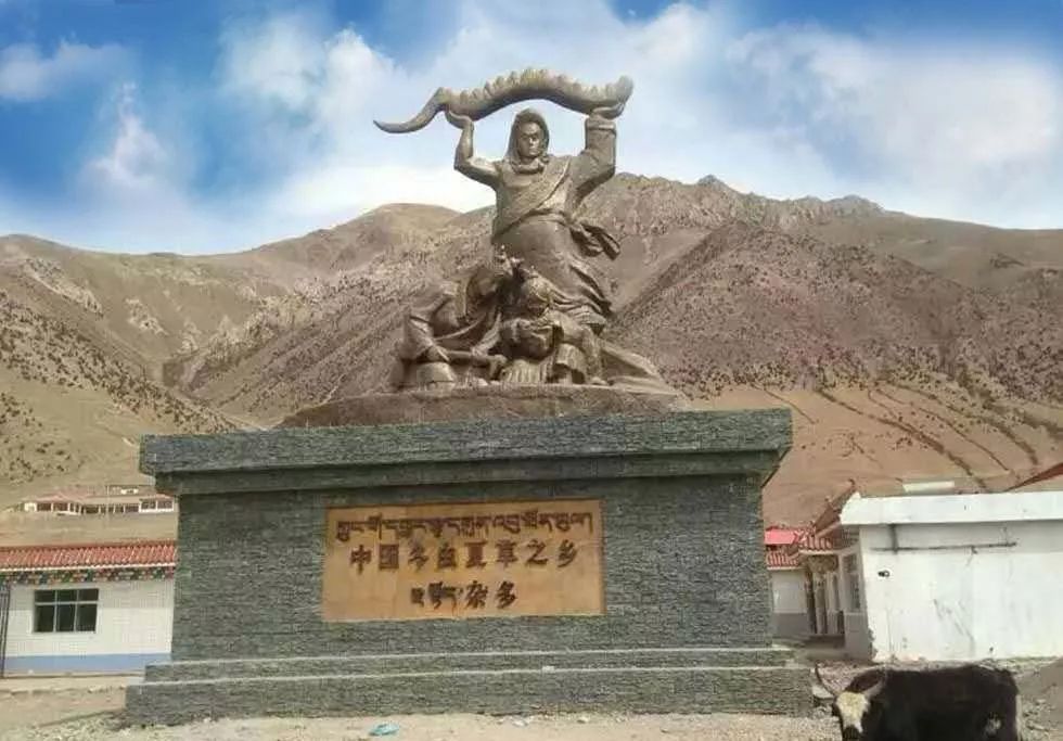 冬虫夏草什么地方最好,哪些地方的冬虫夏草功效好